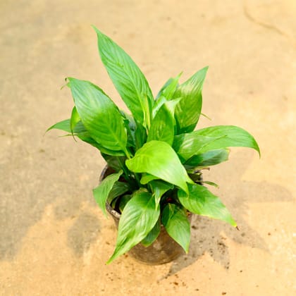 Buy Peace Lily in 5 Inch Nursery Pot Online | Urvann.com
