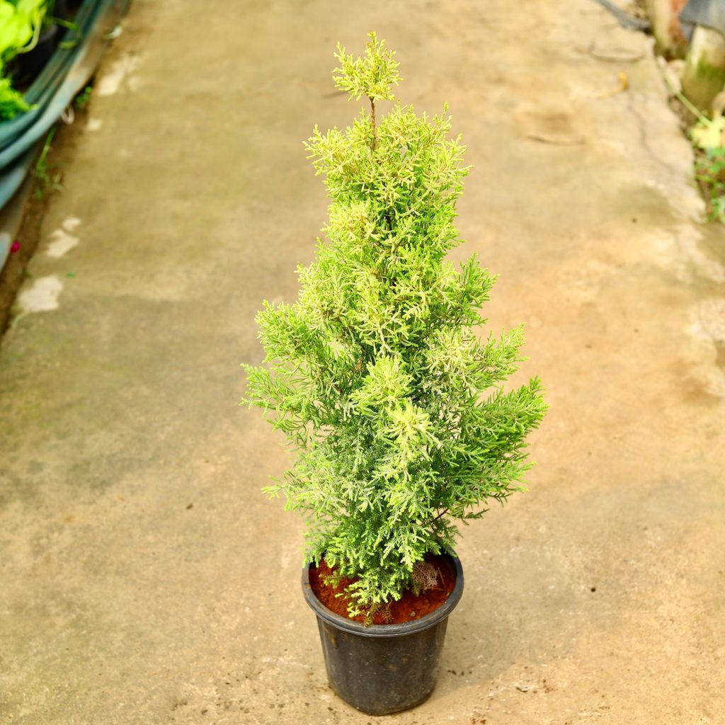 Buy Golden Cypress in 8 Inch Nursery Pot Online | Urvann.com Golden Cypress in 8 Inch Nursery Pot
