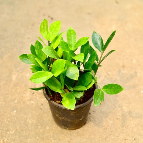 Zz Green in 4 Inch Nursery Pot