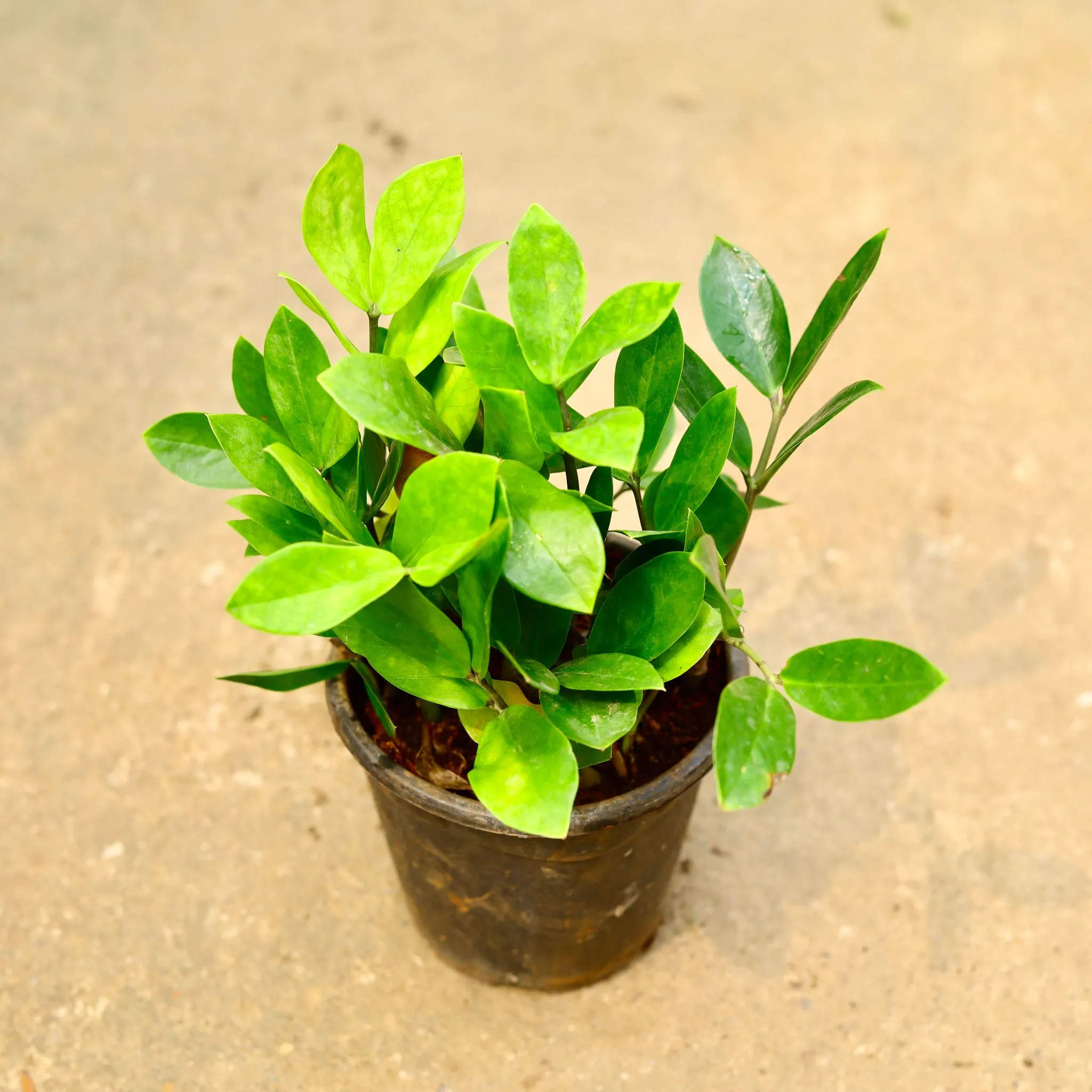 Zz Green in 5 Inch Nursery Pot