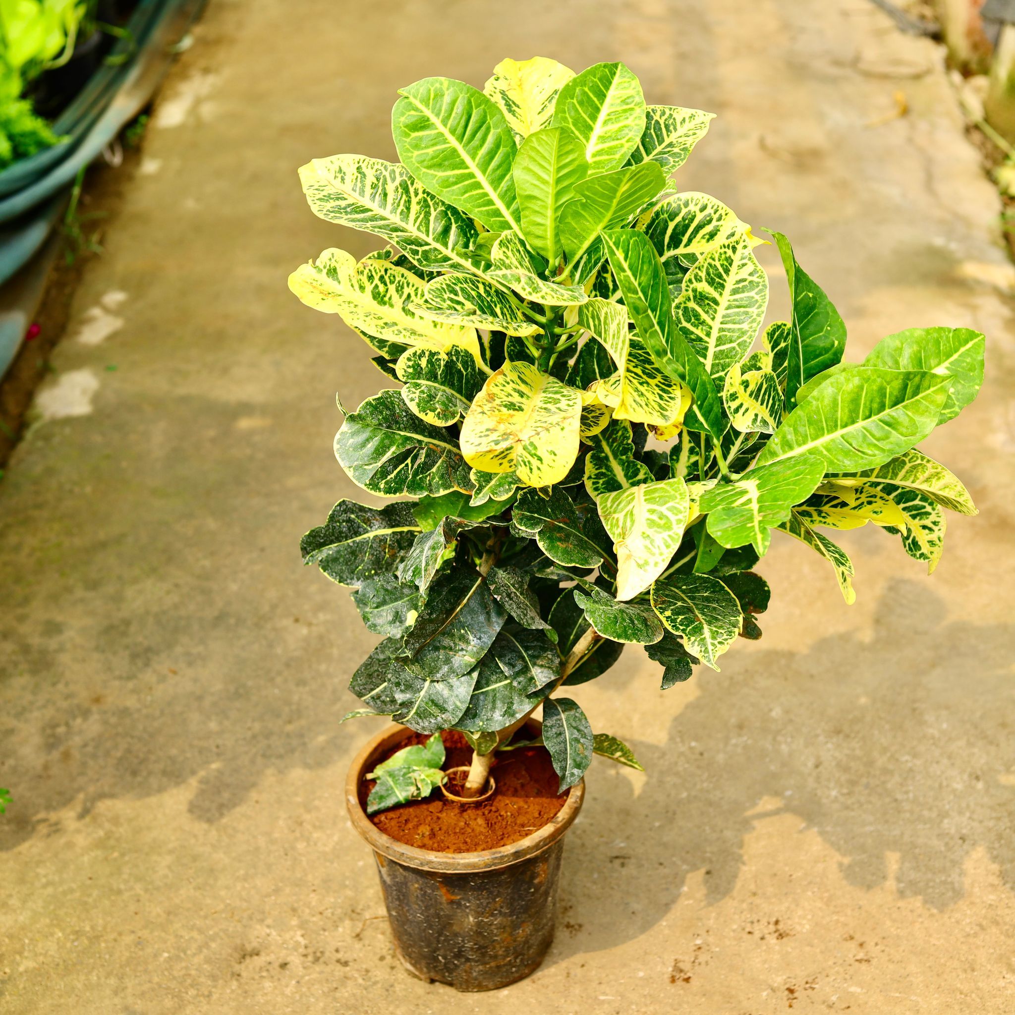 Croton Petra Green in 8 Inch Nursery Pot