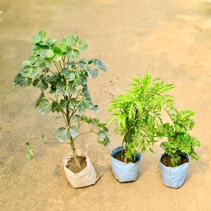 Buy Set of 3 - Aralia (Neem, Bush & Apple Leaf) in 4 Inch Nursery Bag Online | Urvann.com