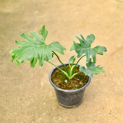 Buy Philodendron Selloum in 8 Inch Nursery Pot Online | Urvann.com
