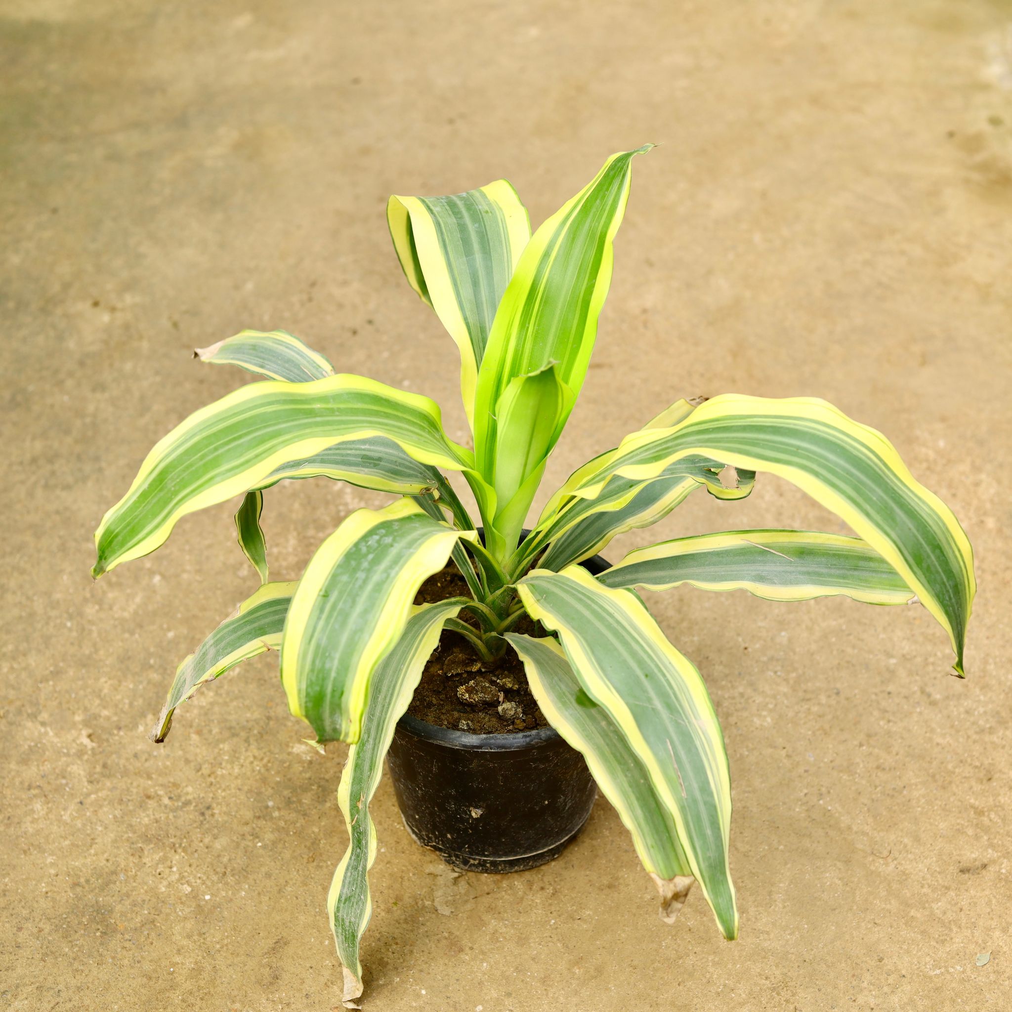 Dracaena Victoria in 8 Inch Nursery Pot