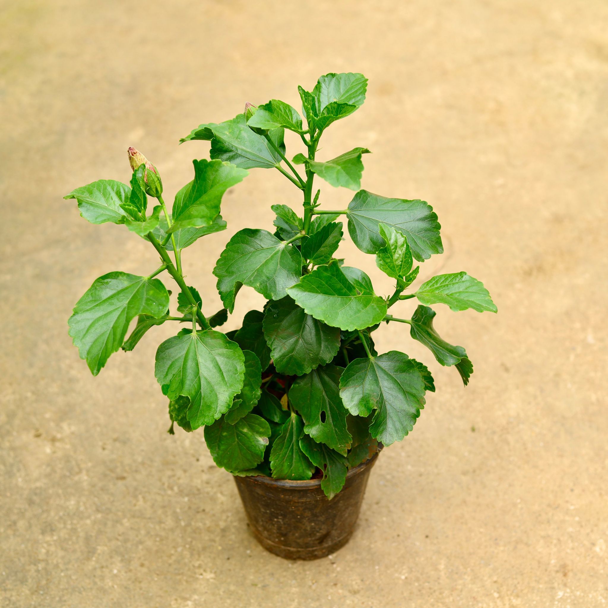 Hibiscus Dwarf in 6 Inch Nursery Pot