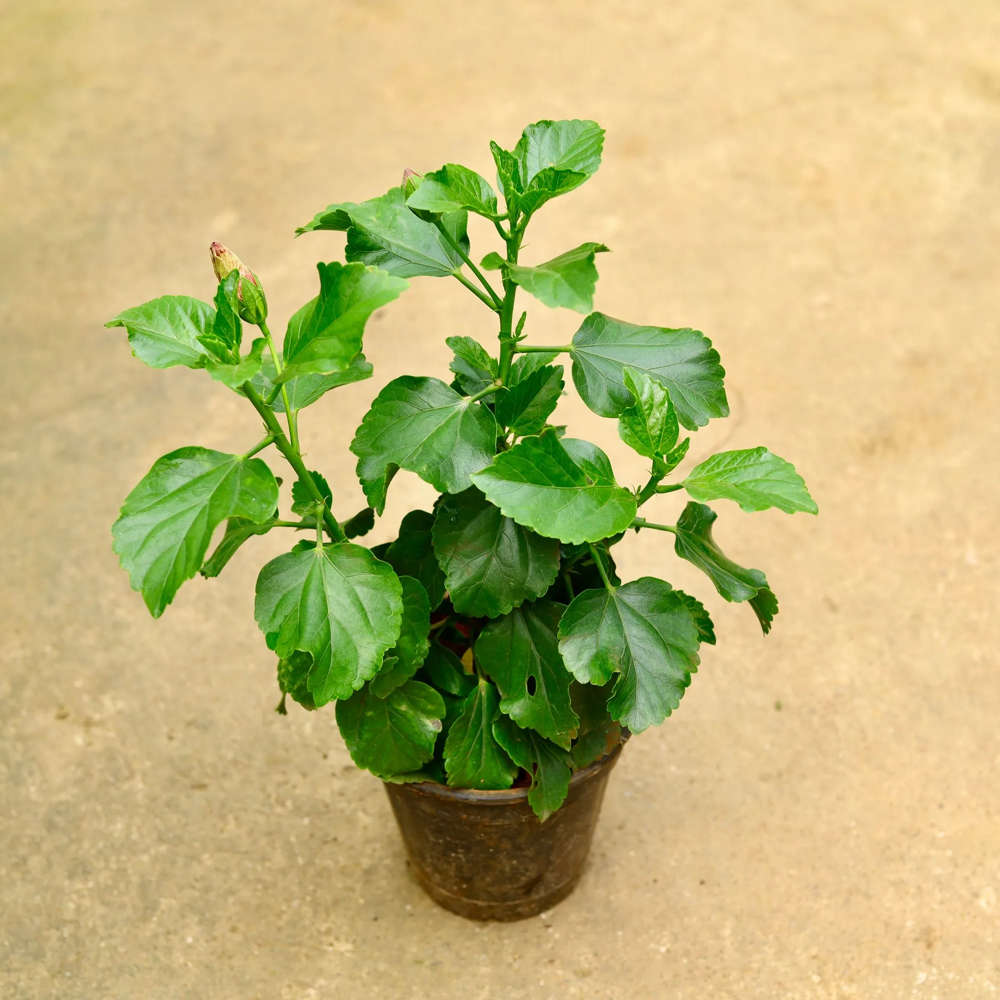 Hibiscus Dwarf in 6 Inch Nursery Pot