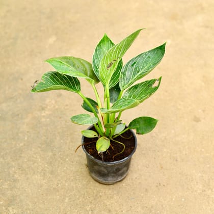 Buy Philodendron Birkin in 5 Inch Nursery Pot Online | Urvann.com