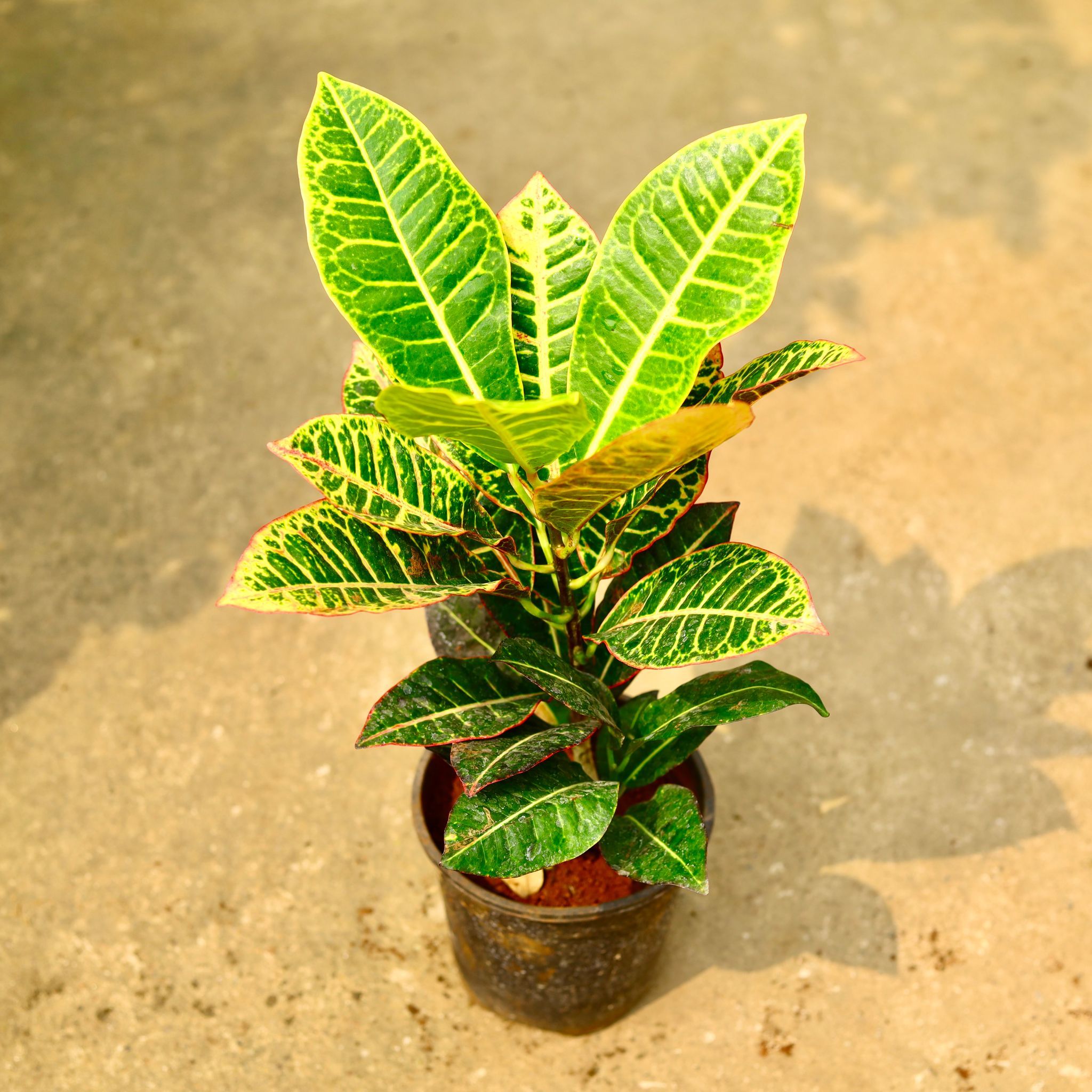 Croton Petra in 6 Inch Nursery Pot