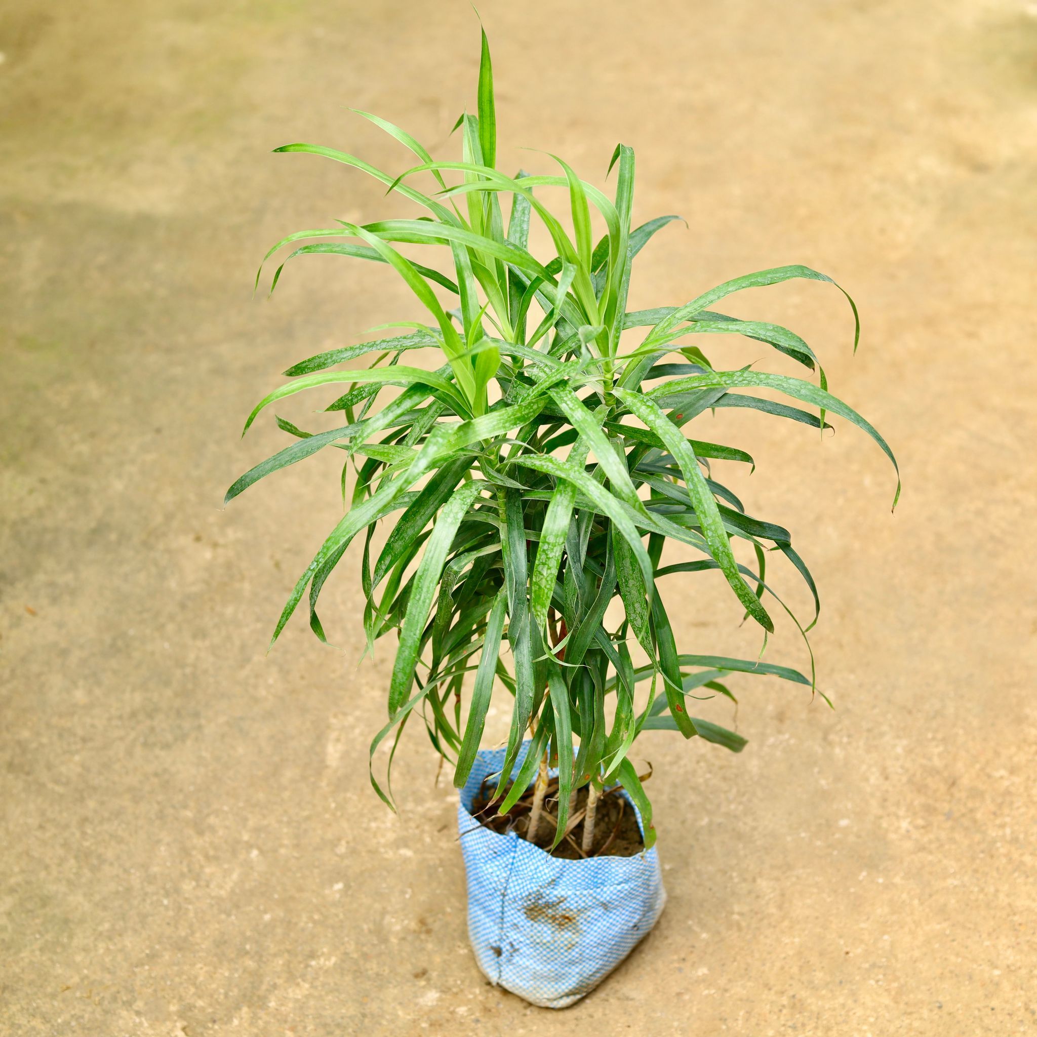 Dracaena Green in 4Inch Nursery Bag