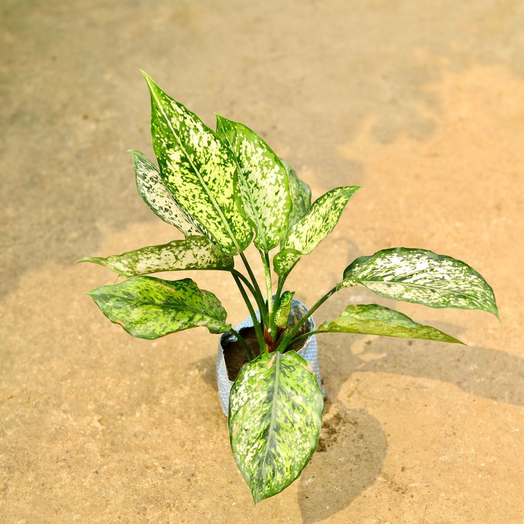 Buy Aglaonema Snow White in 4 Inch Nursery Bag Online | Urvann.com Aglaonema Snow White in 4 Inch Nursery Bag