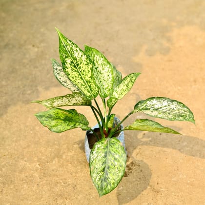 Buy Aglaonema Snow White in 4 Inch Nursery Bag Online | Urvann.com