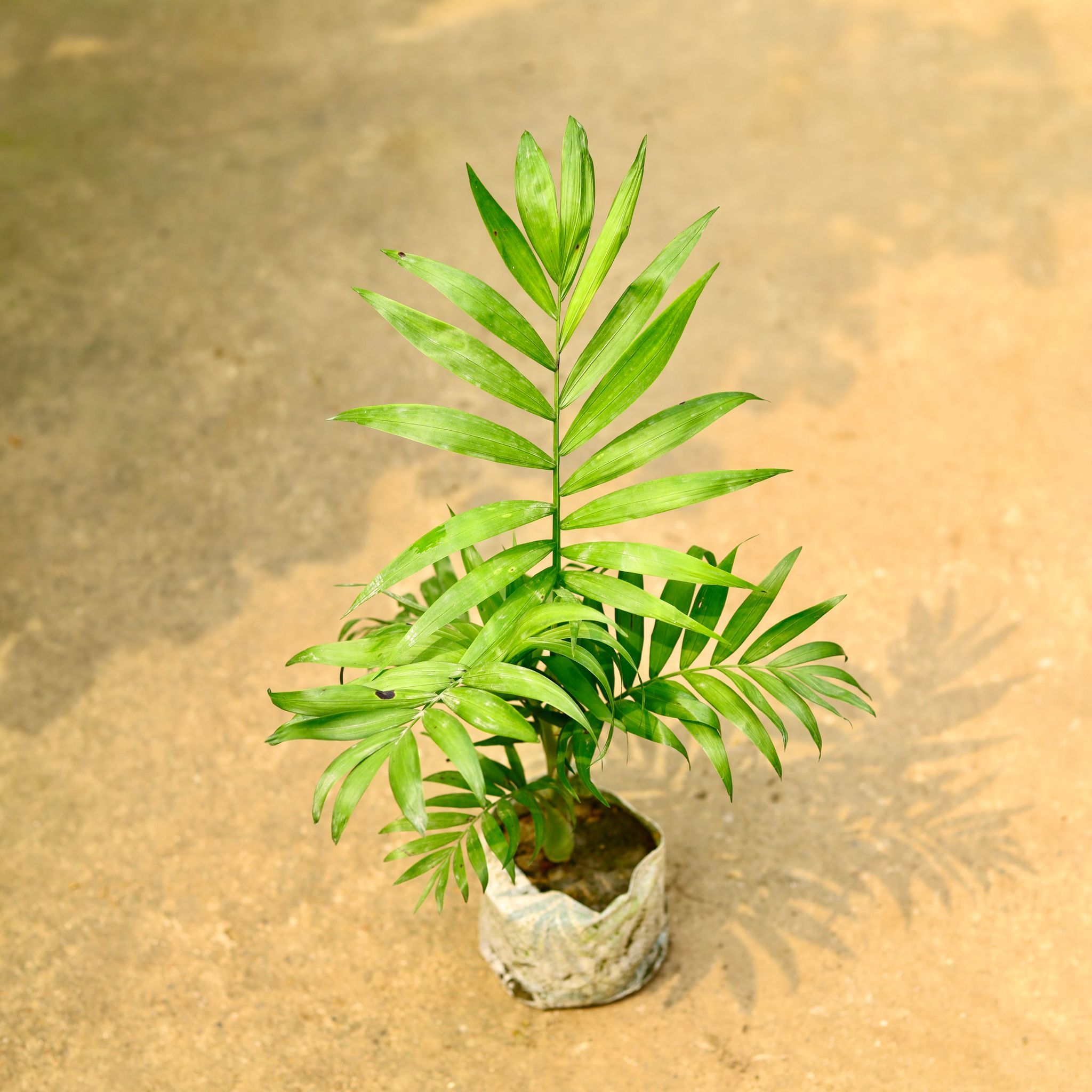 Chamaedorea Palm in 4 Inch Nursery Bag