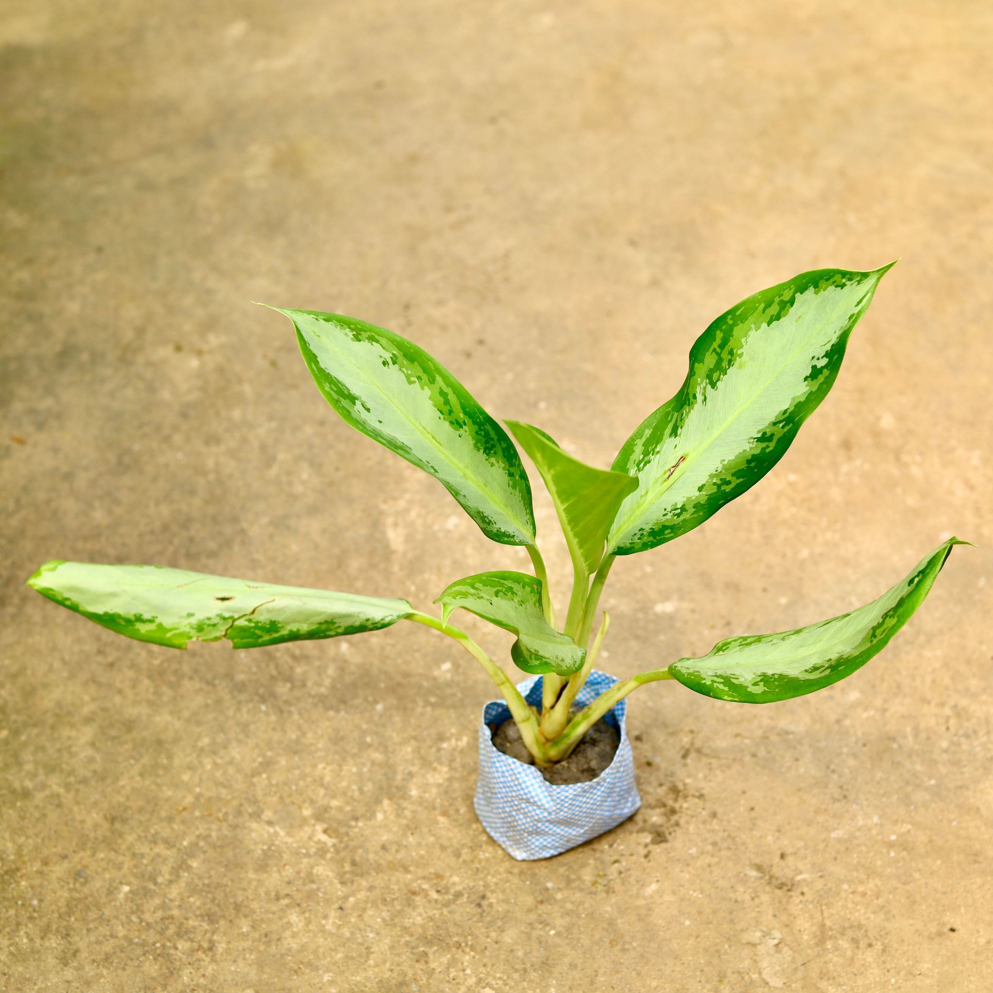 Aglaonema Emerald Bay in 4 Inch Nursery Bag