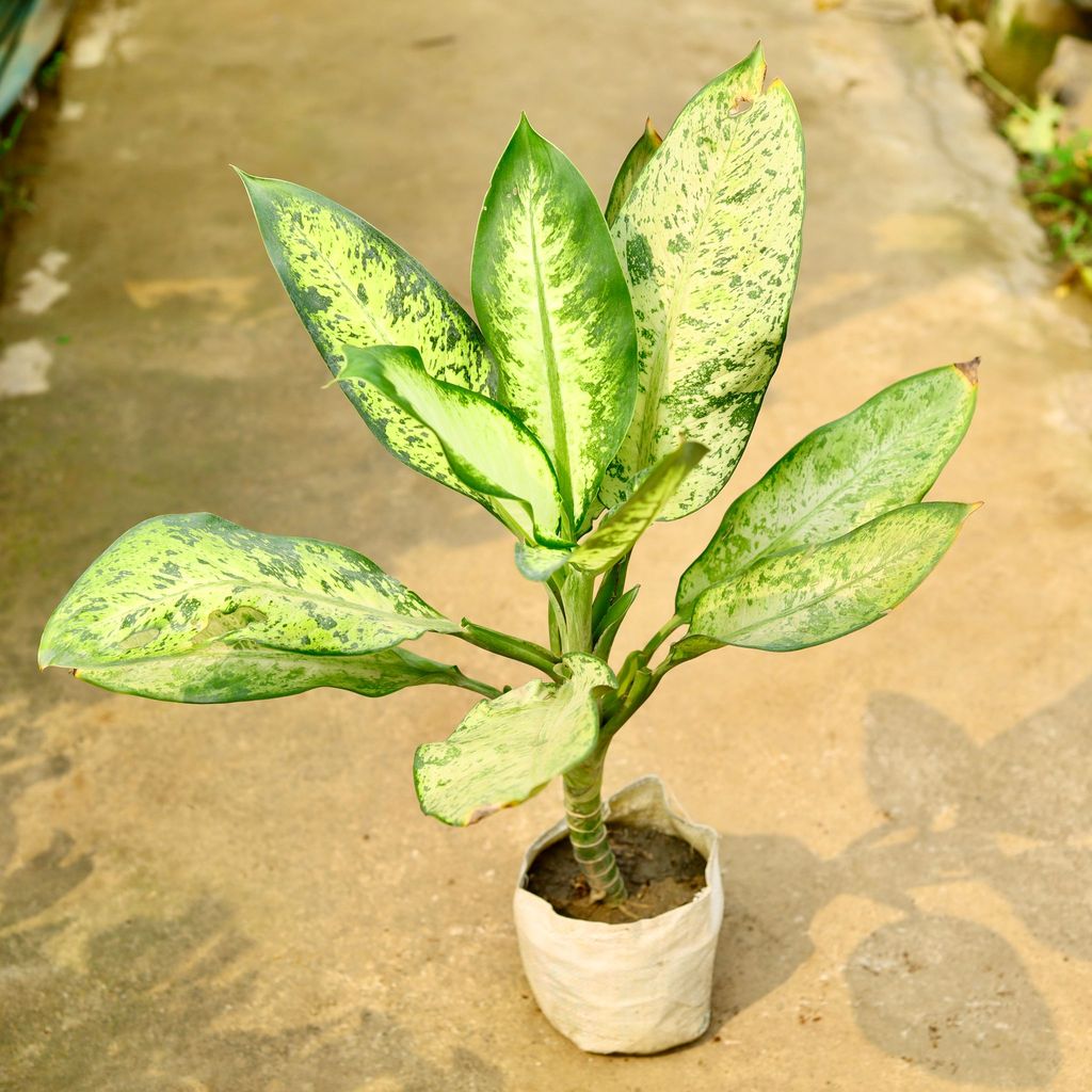 Buy Aglaonema Pinki in 8 Inch Nursery Bag Online | Urvann.com Aglaonema Pinki in 8 Inch Nursery Bag