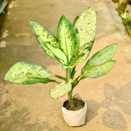 Buy Aglaonema Pinki in 8 Inch Nursery Bag Online | Urvann.com
