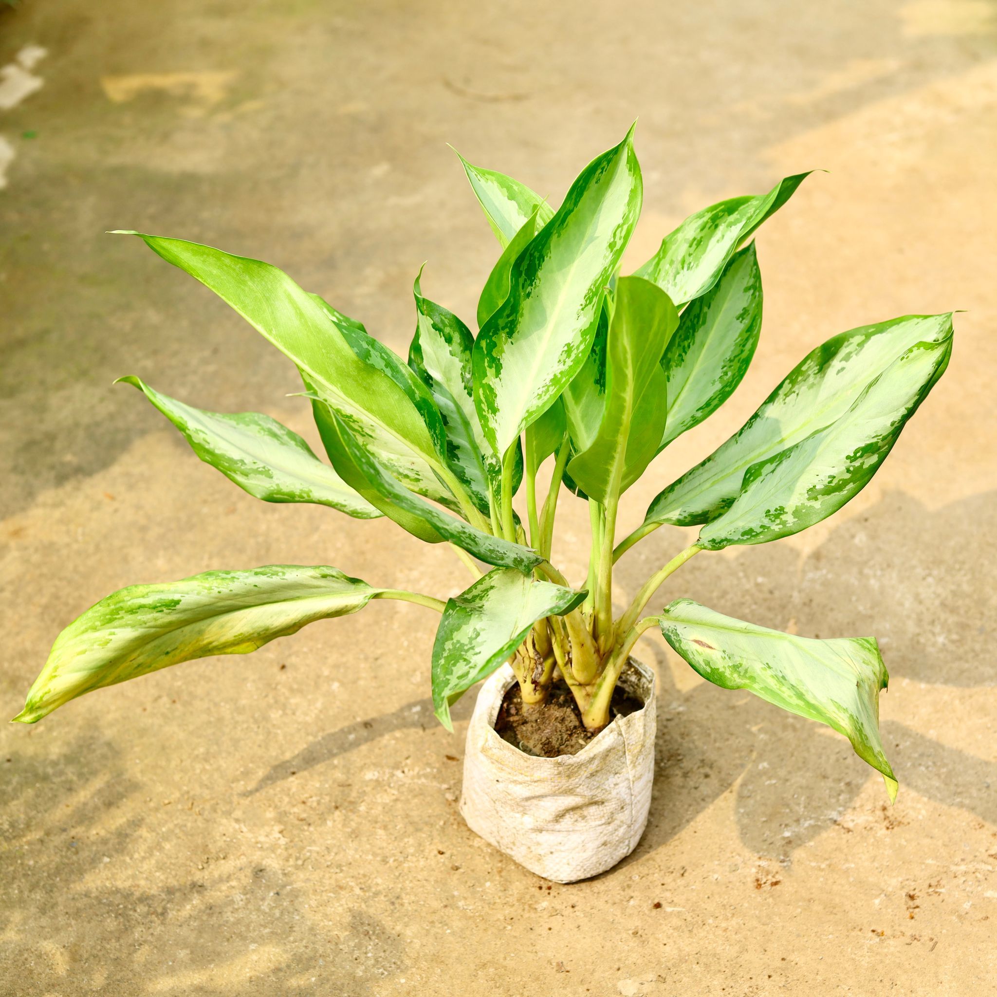 Aglaonema Broad Leaf in 8 Inch Nursery Bag