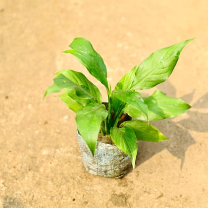 Buy Peace Lily in 4 Inch Nursery Bag Online | Urvann.com