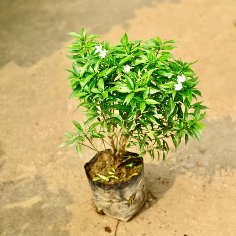 Chandni Dwarf White in 8 Inch Nursery Bag