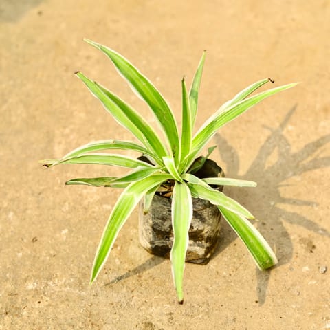 Spider Plant in 4 Inch Nursery Bag