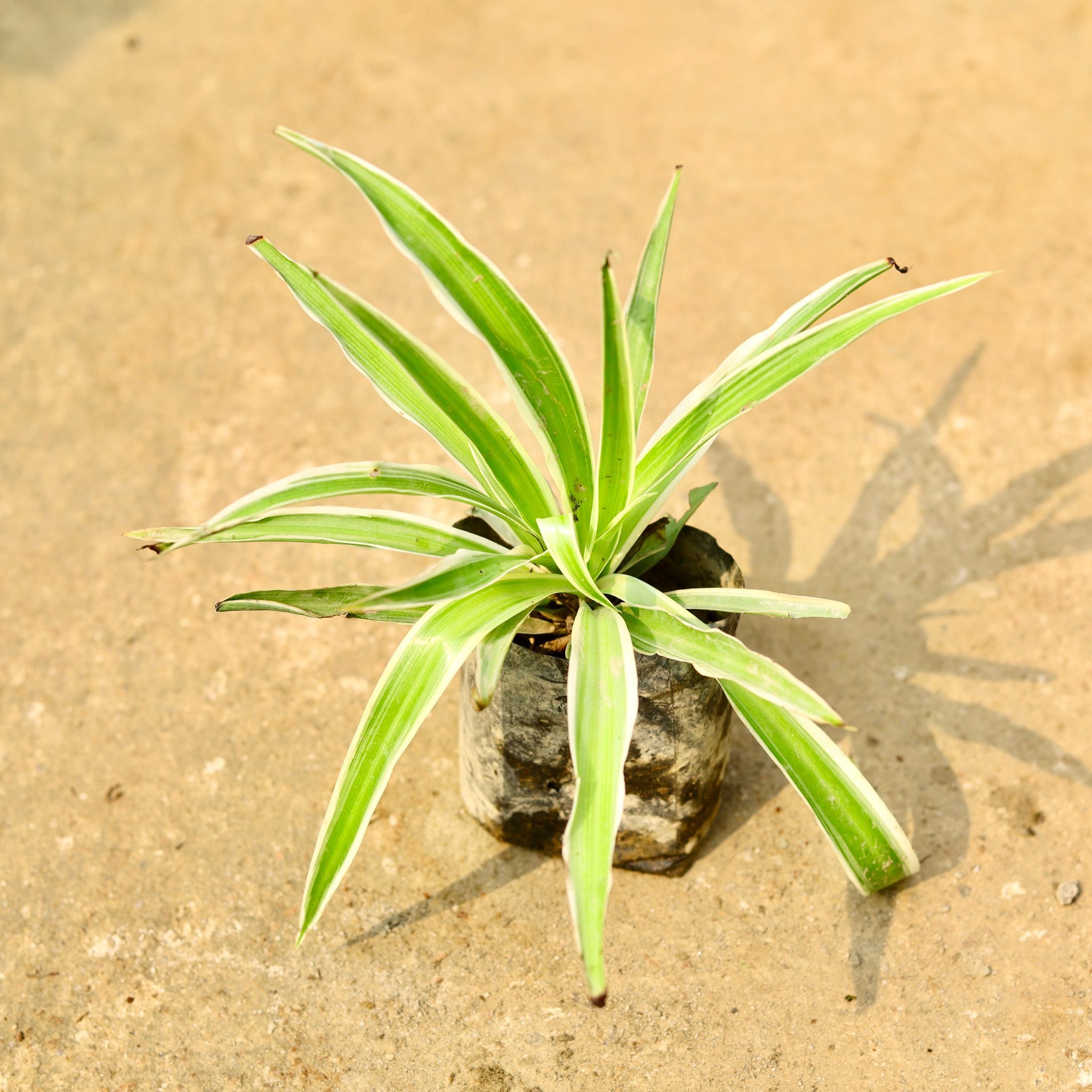 Spider Plant in 4 Inch Nursery Bag