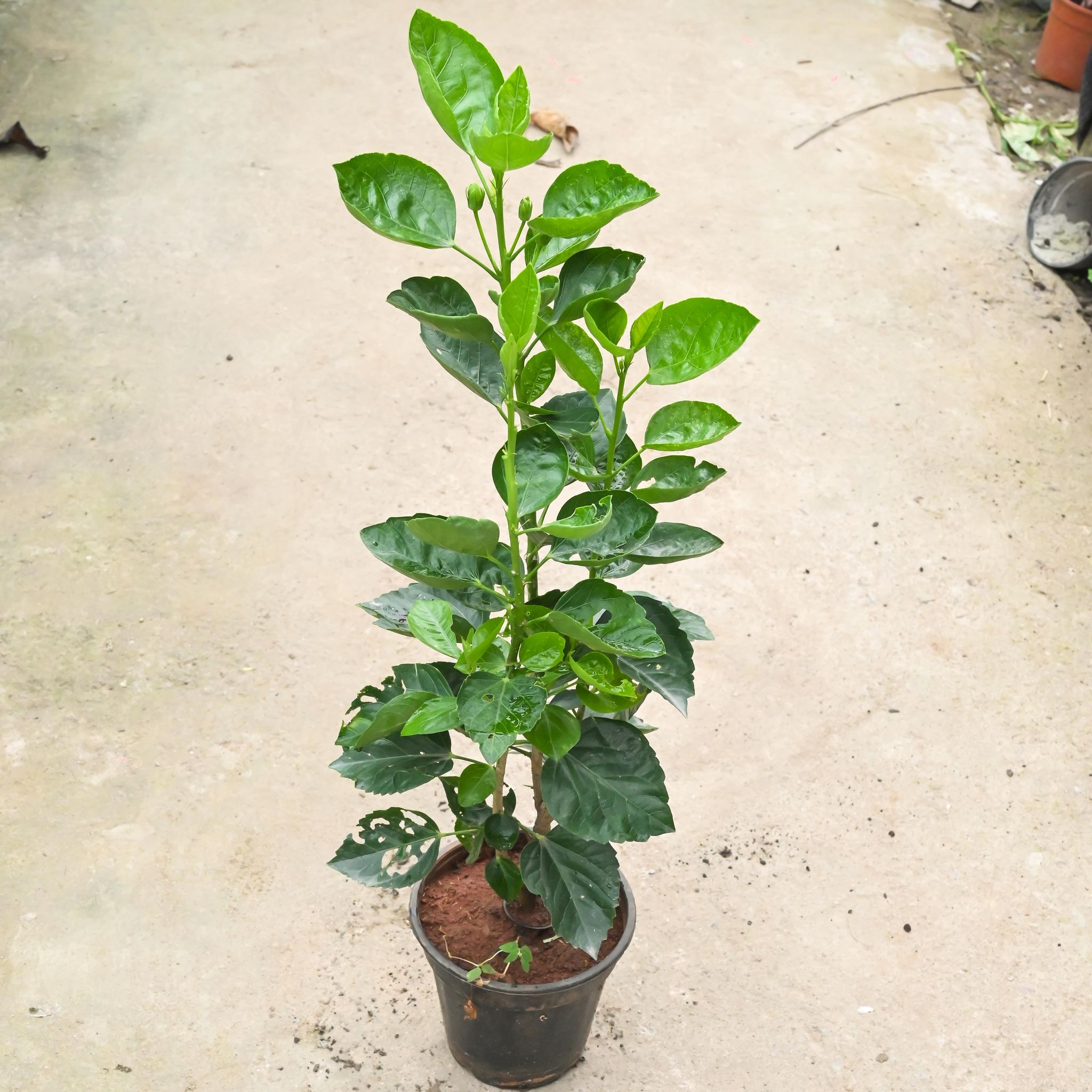 Hibiscus / Gudhal Dwarf in 6 Inch Nursery Pot