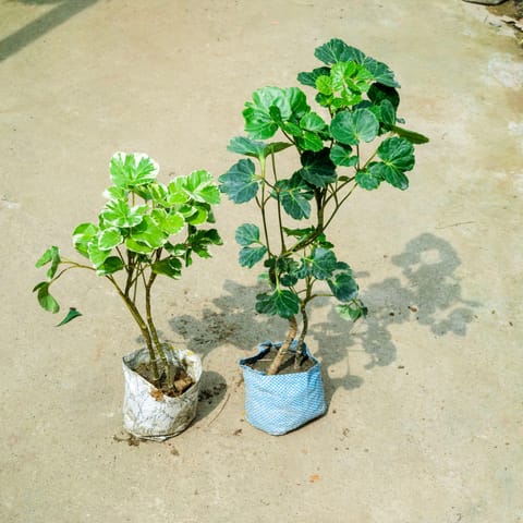 Set Of 2 - Aralia (Apple Leaf & Butterfly) in 4 Inch Nursery Bag