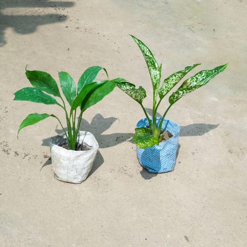 Set Of 2 - Peace Lily & Aglaonema Snow White in 4 Inch Live Plant Nursery Bag