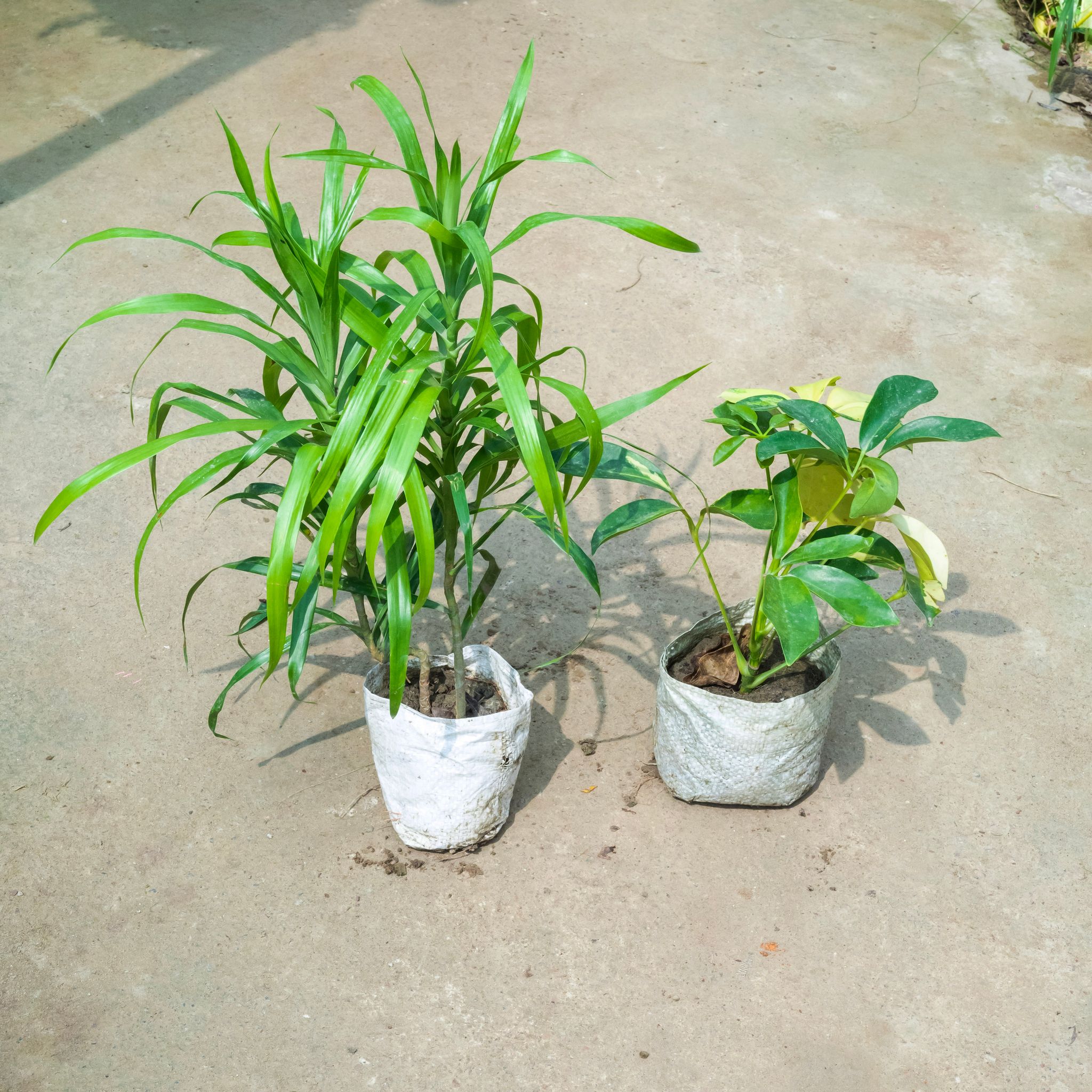 Air Purifying - Set Of 2 - Dracaena Green & Schefflera Brassia in 4 Inch Nursery Bag