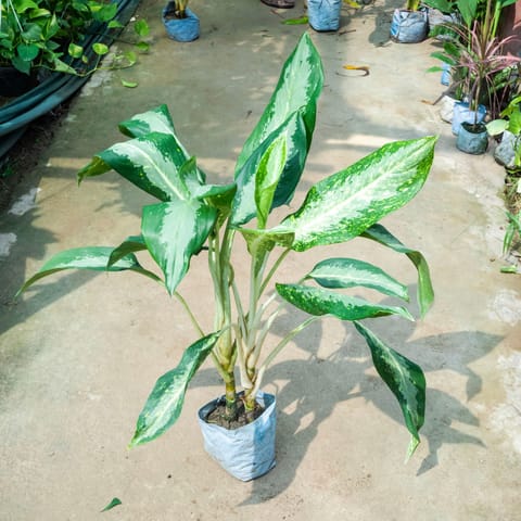 Air Purifying - Aglaonema Dove (~ 1.5 Ft) in 7 Inch Live Plant Nursery Bag