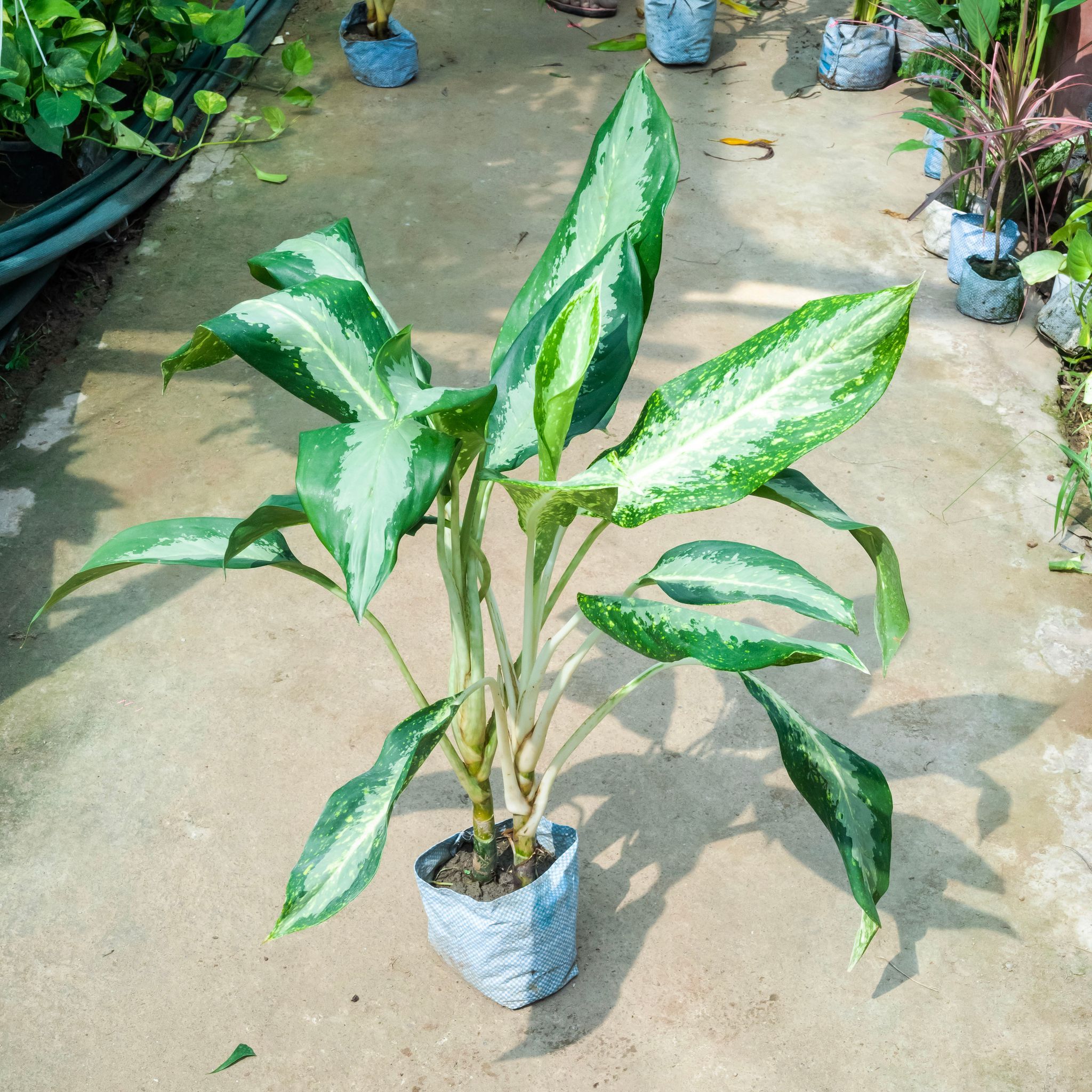 Aglaonema Dove (~ 1.5 Ft) in 7 Inch Nursery Bag