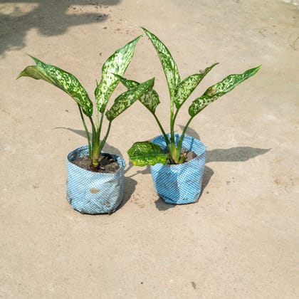 Buy Set Of 2 - Aglaonema Snow White in 4 Inch Nursery Bag Online | Urvann.com