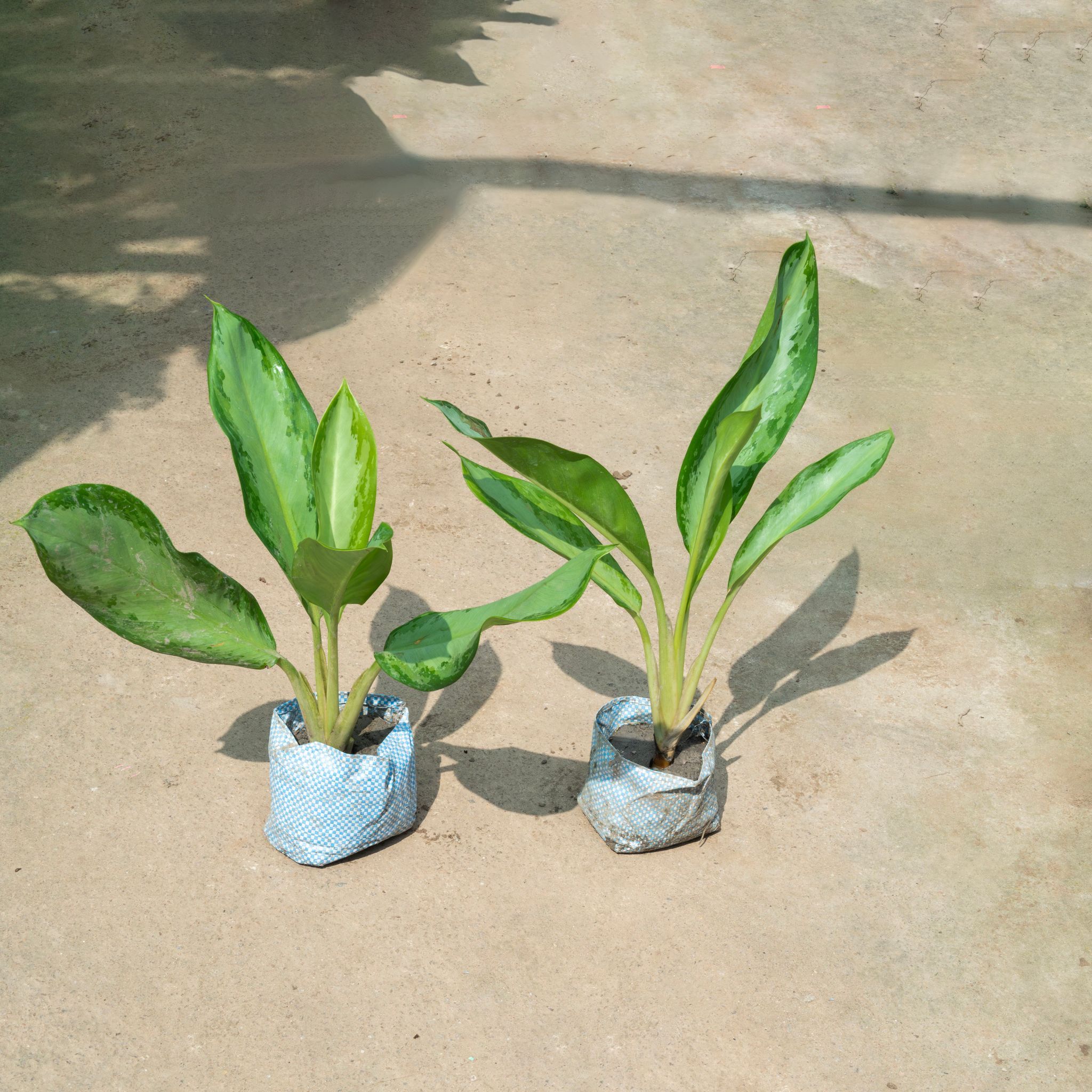 Set Of 2 - Aglaonema Broad Leaf in 4 Inch Nursery Bag
