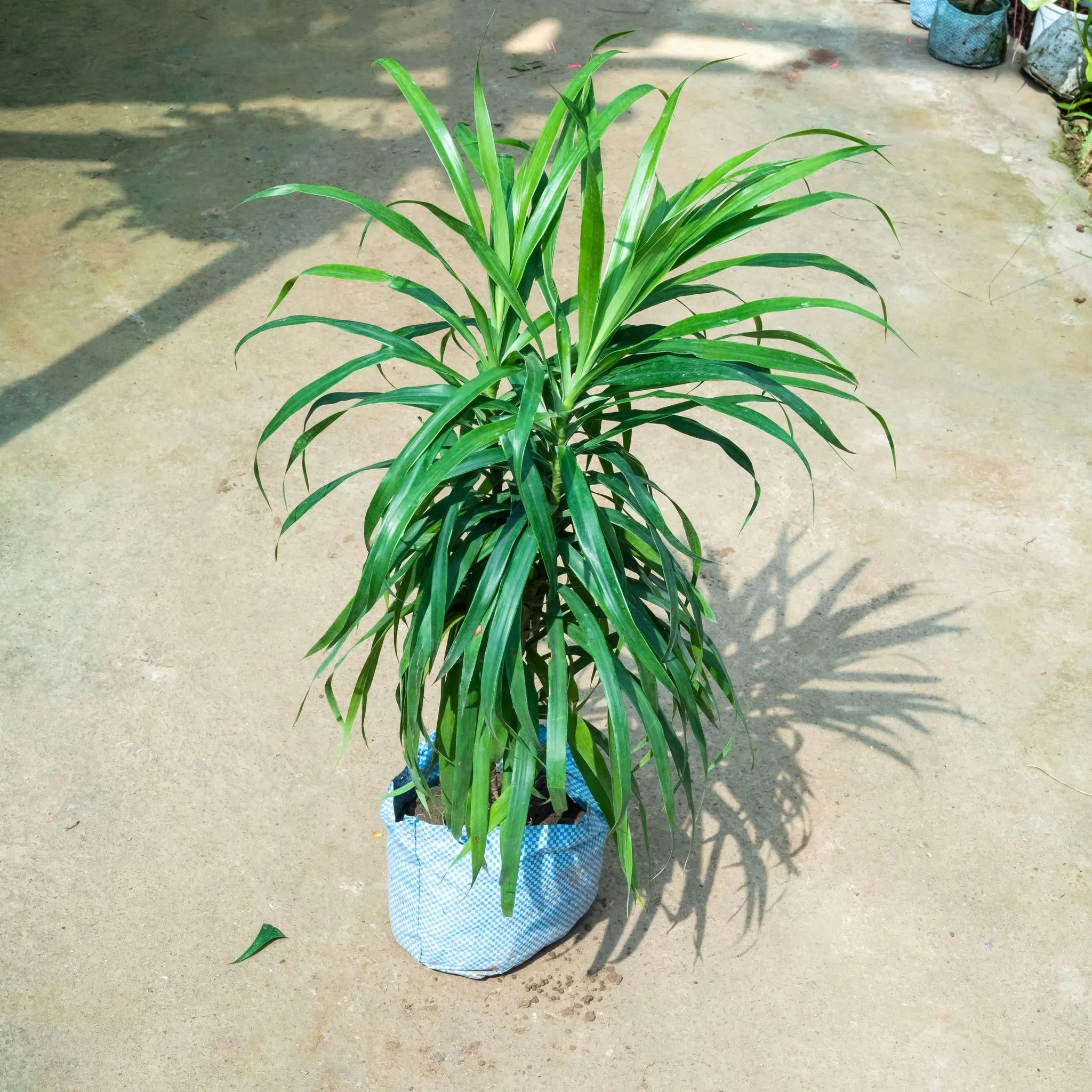 Dracaena Green (~ 1.5 Ft) in 6 Inch Nursery Bag