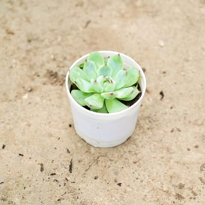 Buy Echevaria Elegans Red Succulent in 3 Inch Nursery Pot Online | Urvann.com