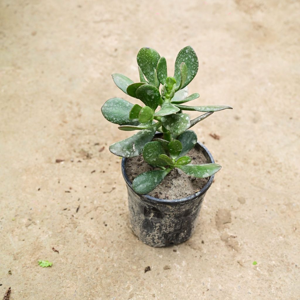 Buy Crassula Jade in 5 Inch Nursery Pot Online | Urvann.com Crassula Jade in 5 Inch Nursery Pot