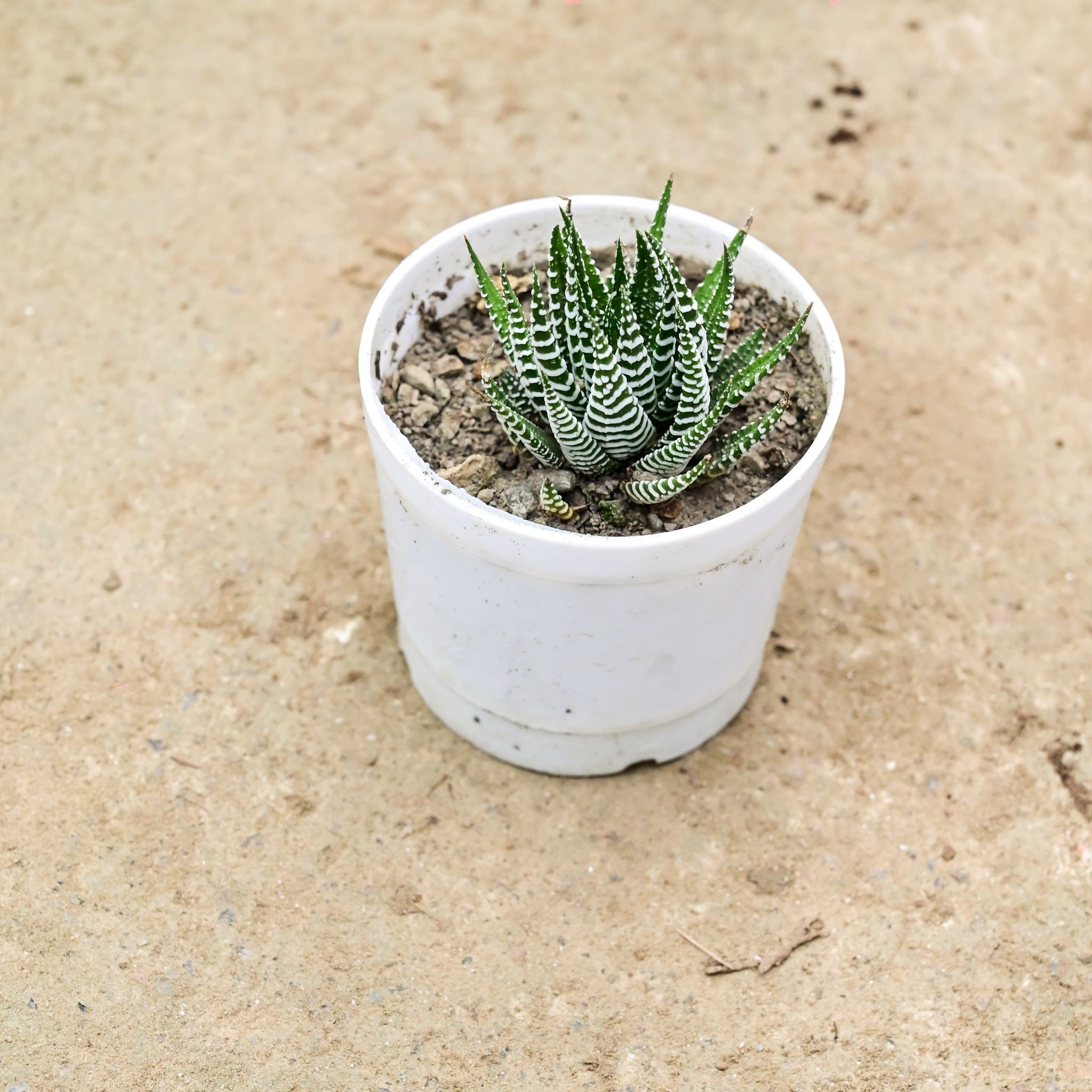 Haworthia Zebrina in 3 Inch Nursery Pot