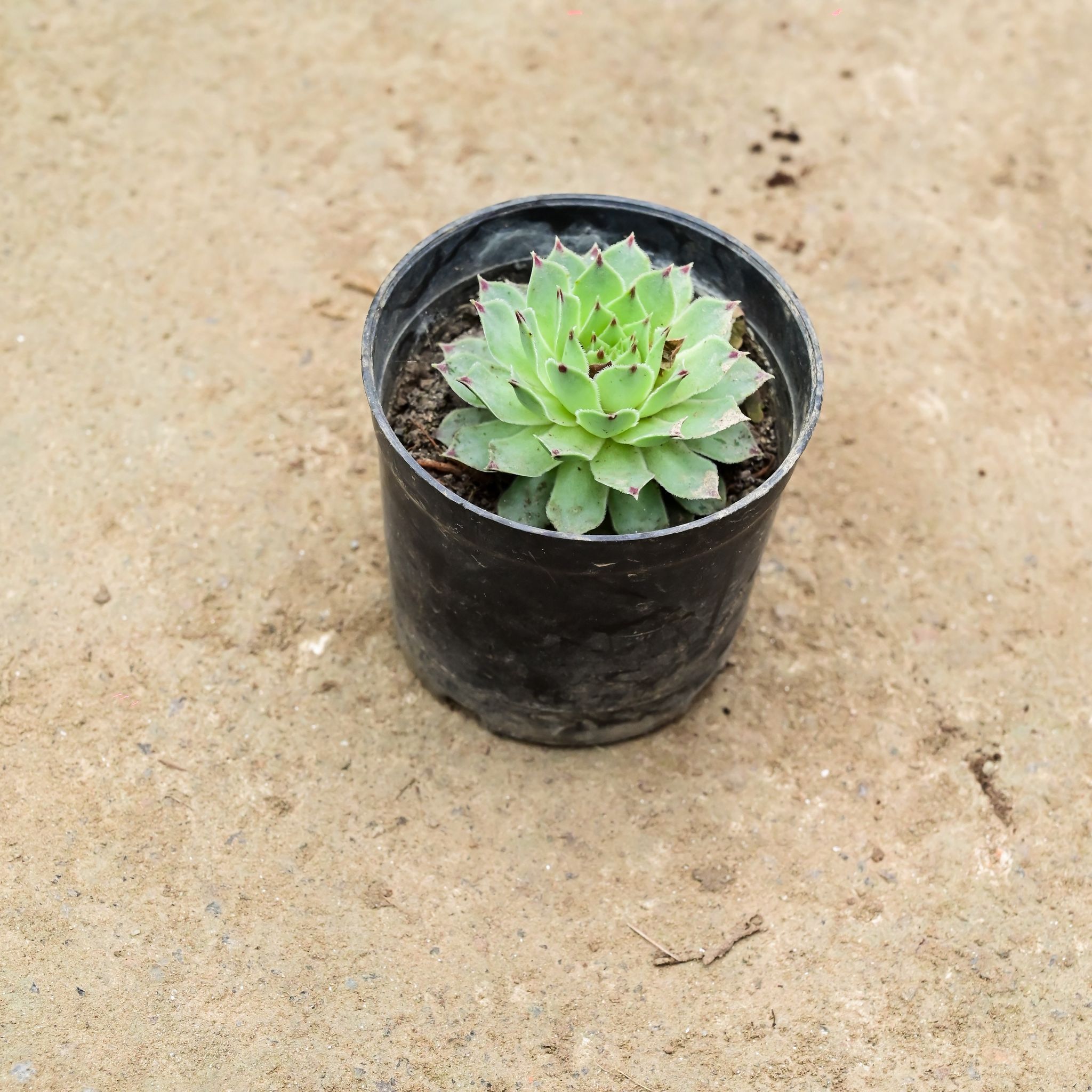 Laxmi Kamal Succulent in 3 Inch Nursery Pot