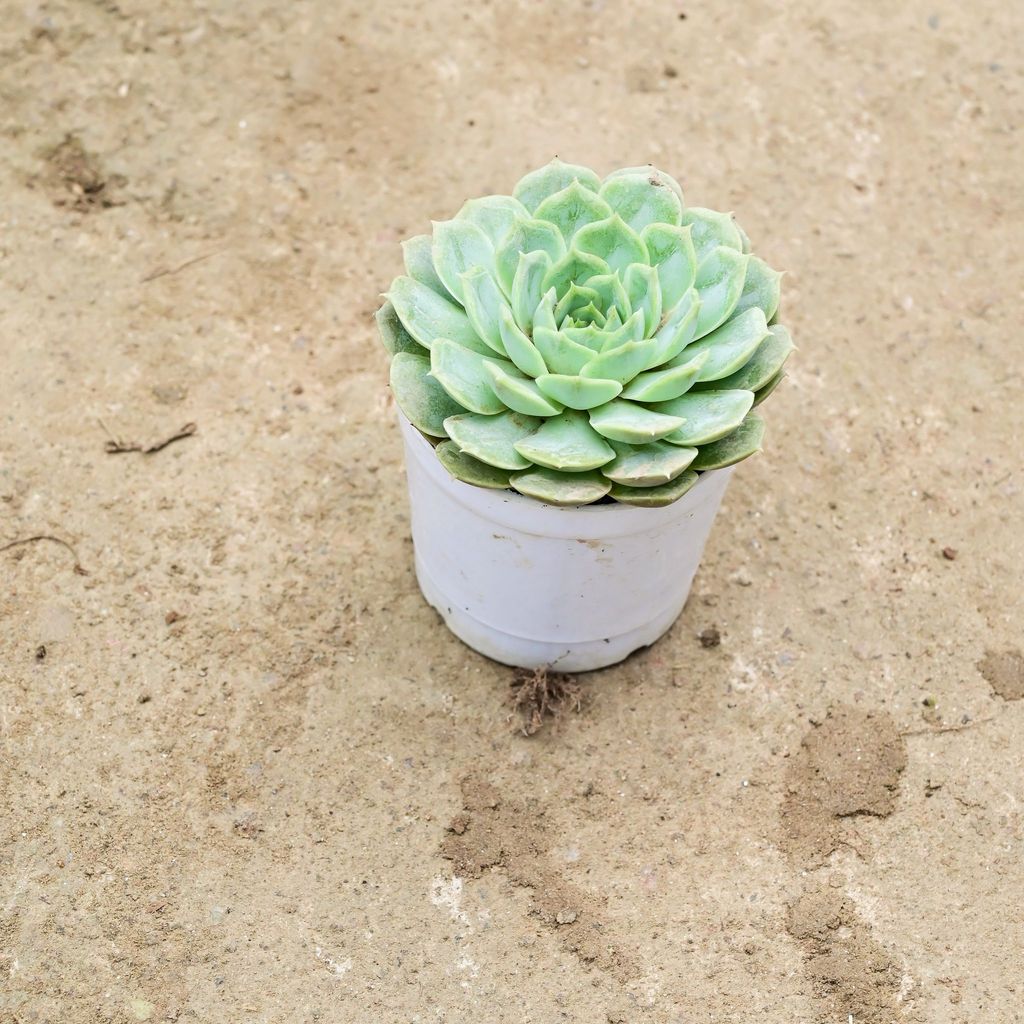 Buy Echevaria Green Succulent in 3 Inch Nursery Pot Online | Urvann.com Echevaria Green Succulent in 3 Inch Nursery Pot