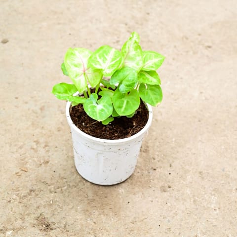 Air Purifying - Syngonium Golden in 4 Inch Nursery Pot
