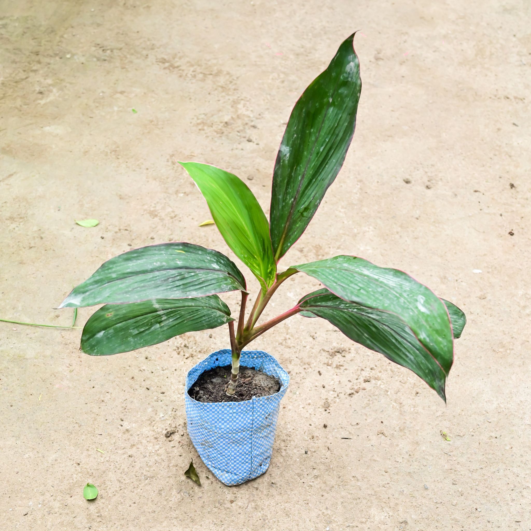 Dracaena Kedarnath in 4 Inch Nursery Bag