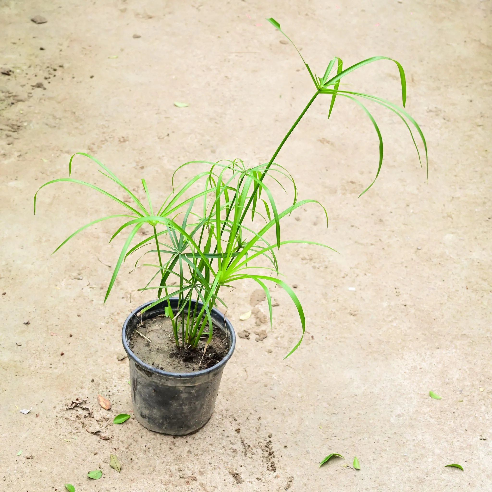 Umbrella Palm in 6 Inch Nursery Pot