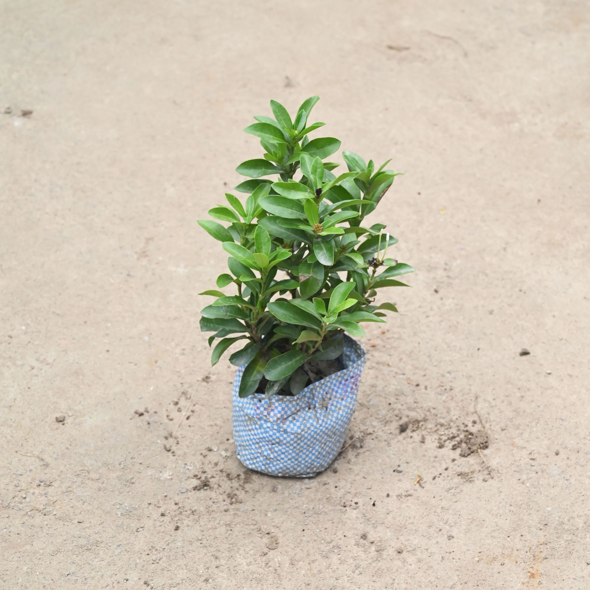 Ixora Dwarf in 4 Inch Nursery Bag