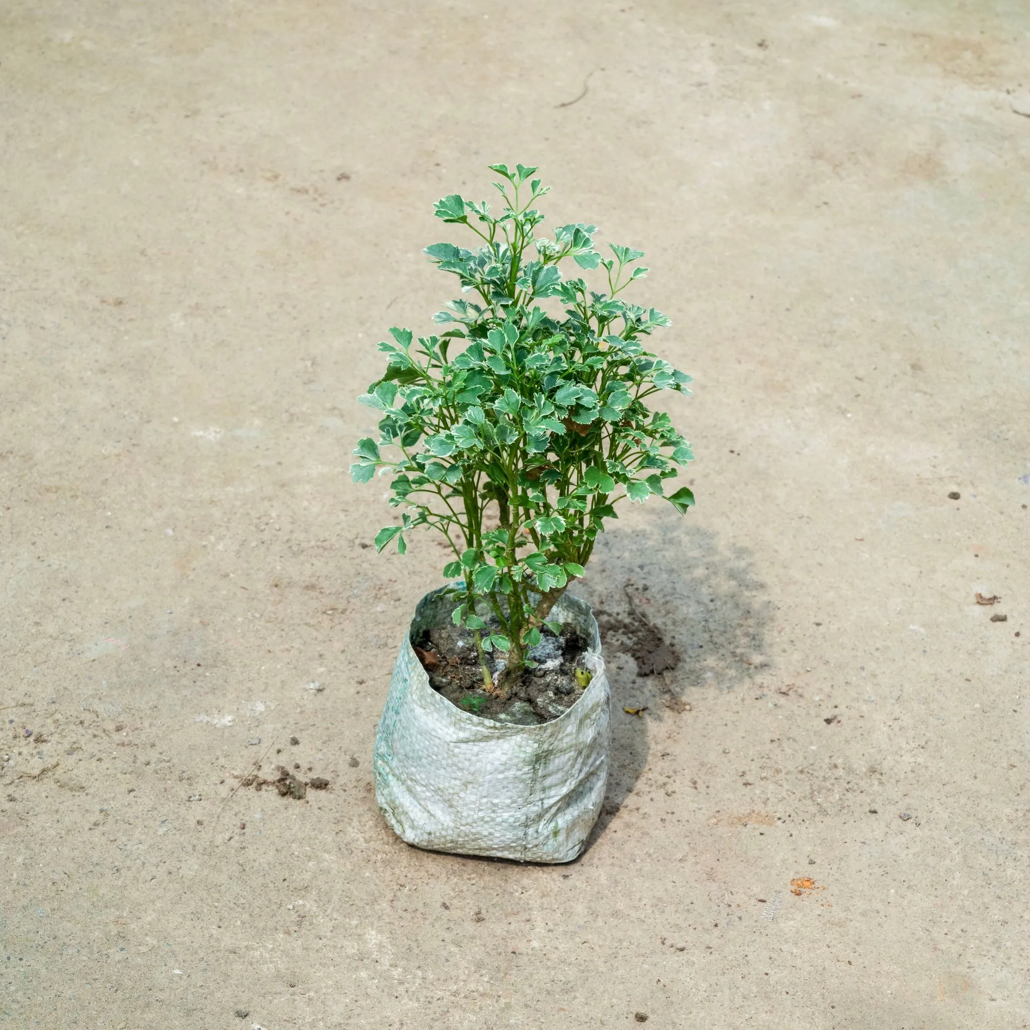 Aralia Variegated in 4 Inch Nursery Bag
