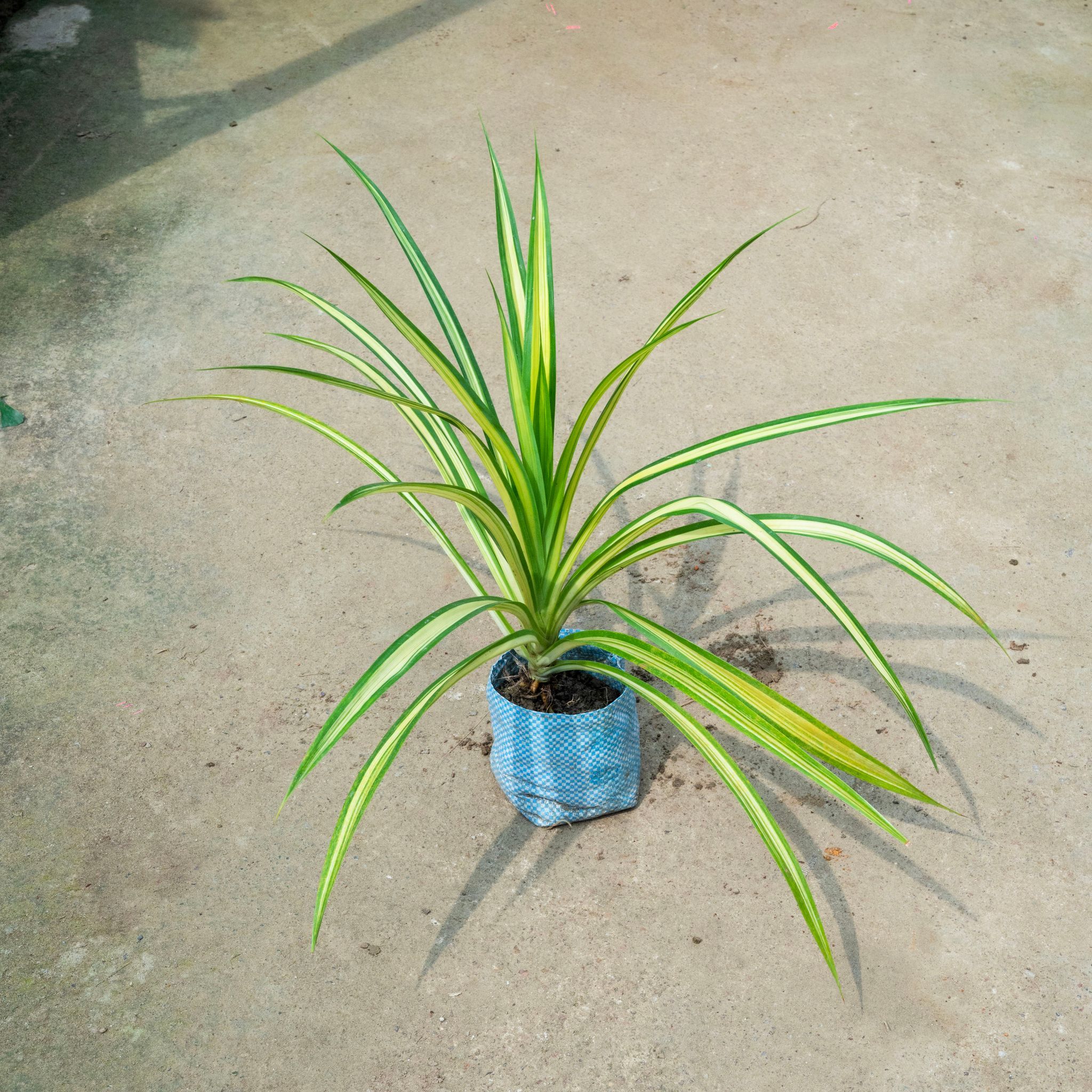 Pandanus / Screwpine in 4 Inch Nursery Bag