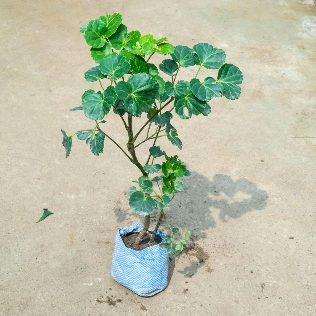 Buy Aralia Butterfly in 4 Inch Nursery Bag Online | Urvann.com Aralia Butterfly in 4 Inch Nursery Bag
