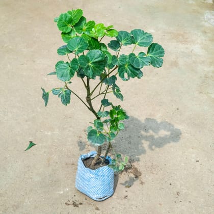 Buy Aralia Butterfly in 4 Inch Nursery Bag Online | Urvann.com