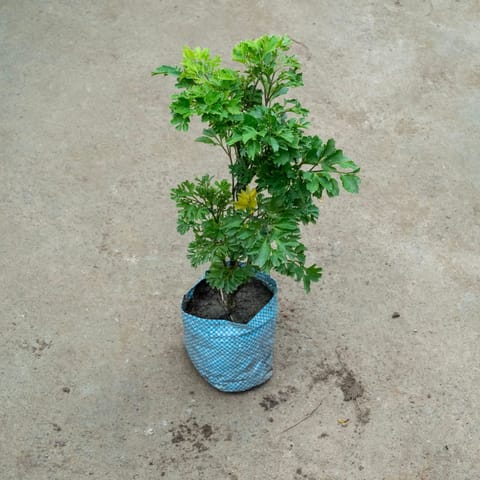 Aralia Bush in 4 Inch Nursery Bag
