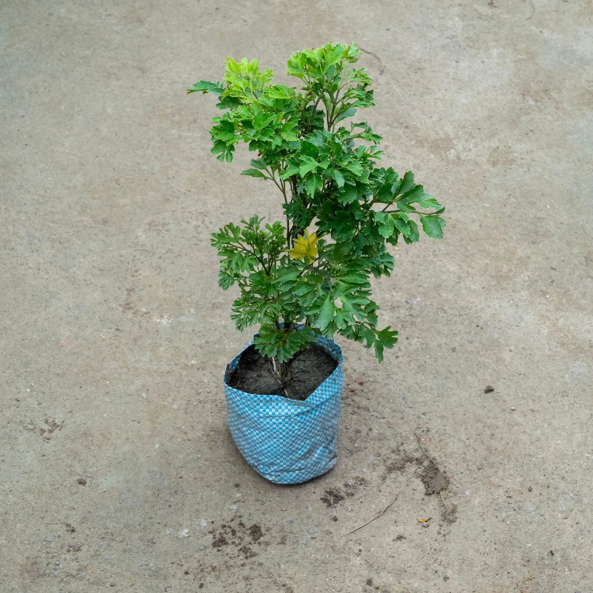 Aralia Bush in 4 Inch Nursery Bag