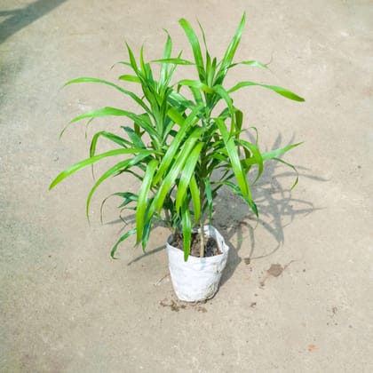 Buy Dracaena Green (~ 1 Ft) in 4 Inch Nursery Bag Online | Urvann.com