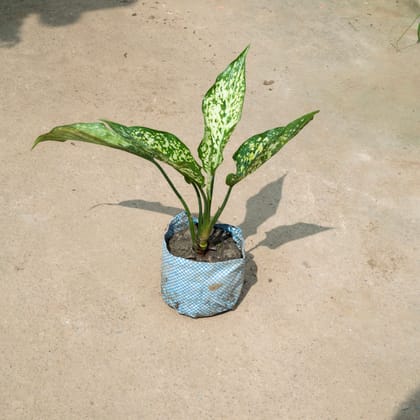 Buy Aglaonema Snow White in 4 Inch Nursery Bag Online | Urvann.com